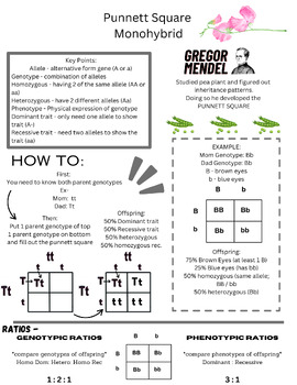 Preview of Basic Monohybrid Punnett Square Graphic Notes / Reference Notes