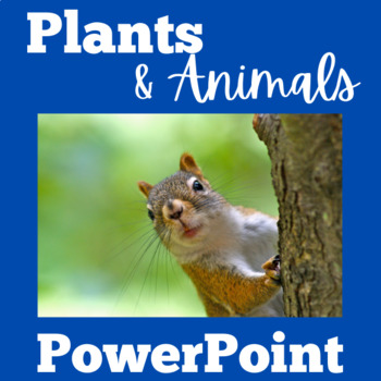 Preview of PLANTS AND ANIMALS BASIC NEEDS Activity PowerPoint Lesson 1st 2nd 3rd Grade