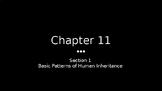 Basic Pattern of Human Inheritance PowerPoint