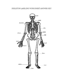 Preview of Basic Skeleton Bone Labeling