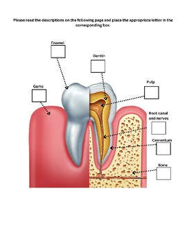 Preview of Basic Tooth Anatomy