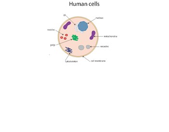 human cell diagram
