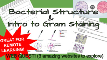 Preview of Basics of Bacterial Structure and Intro to Gram Staining WebQuest