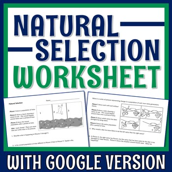 Preview of Natural Selection Worksheet Evolution NGSS MS-LS4-6 PRINT and DIGITAL versions