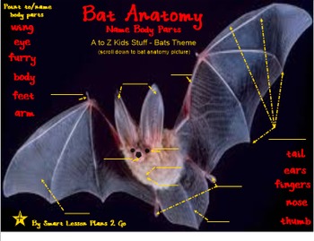 Bat Anatomy: Label Body Parts - PDF by Smart Lesson Plans 2 Go | TpT