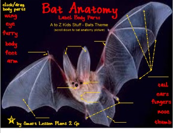 Preview of Bat Anatomy: Label Body Parts - SmartBoard 11.4 - Windows OS