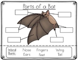 Bat Anatomy Labeling- Parts of a Bat