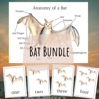 Preview of Bat Bundle [Math & Science Activities]