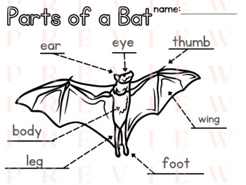Preview of Bat LABELING | Writing | Phonics | Parts of a | Fall | Nocturnal | Thematic