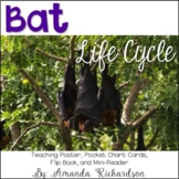 Bat Life Cycle