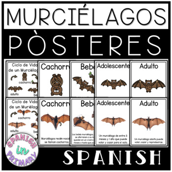 Bat Life Cycle Ciclo de de los Murciélagos | in Spanish