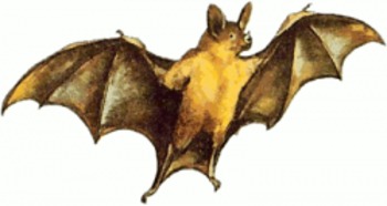 Preview of Bat Research