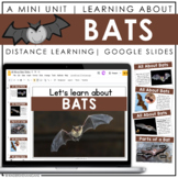 Bats | Google Slides