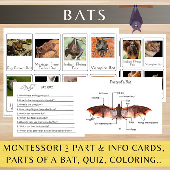 Preview of Bats/Montessori 3 Part Cards/Parts Of A Bat/Informational Text/Quiz