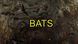 Bats - PowerPoint