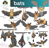 Bats Science Clip Art