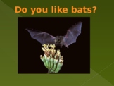 Bats, do you like bats?