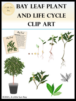 leaf life cycle