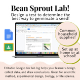 Bean Germination At Home or In School Lab | Digital Resour