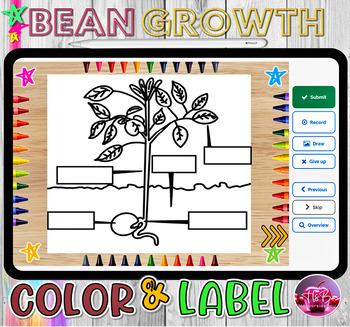 Preview of Bean Growth | Plants | Coloring | Labeling