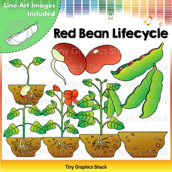 Preview of Bean Lifecycle Clip Art