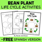 Bean Plant Life Cycle Activities + FREE Spanish