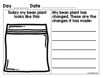 Bean Plant Investigation Journal by Mrs B First Grade - Sarah Barnett