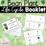 Bean Plant Life Cycle Booklet Spring/Summer Activity Monte