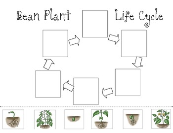 Bean Plant Observation Book including life cycle cut and paste by ...