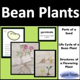 Bean Plant: Seed Parts, Life Cycle of a Bean Plant, Flowering Plant Structures