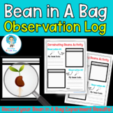 Growing Plants Bean In a Bag Investigation Germinate Seeds