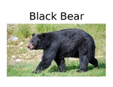Bear Diversity Lesson