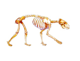 Bear "Layers" Graphic File - Skeleton