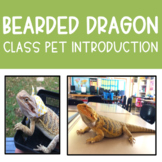 Bearded Dragon Class Pet Introduction