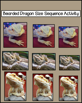 Preview of Bearded Dragon Size Sequence Activity