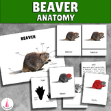 Beaver Anatomy - Parts of a Beaver Montessori Cards