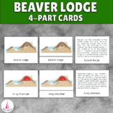 Beaver Home Activity | Parts of a Beaver Lodge Dam Montess