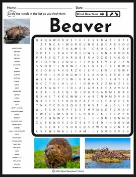 Beaver Word Search Puzzle Animal Research All About Beavers TPT