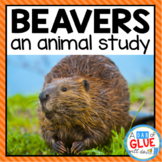 Woodland Animals: Beavers | Beavers Science Unit | Beavers