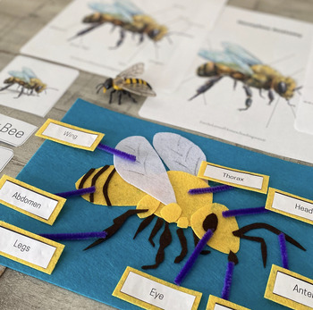 Bee Anatomy Felt Unit by For the Love of Homeschooling | TPT