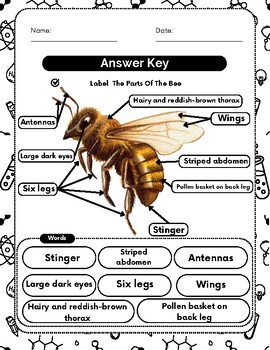 Bee Anatomy : Interactive Worksheet Perfect For Earth Day Activities