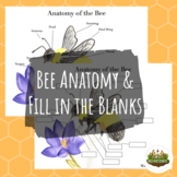 Bee Anatomy (Labeled & Fill In The Blanks)