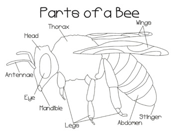 online anatomy coloring pages