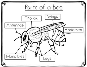 Preview of Bee Anatomy- The Parts of A Bee