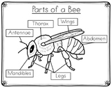Bee Anatomy- The Parts of A Bee