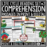 Life Cycle of a Chicken Bee Apple Reading Comprehension Pa