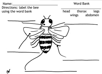 Preview of Bee Labeling