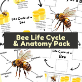 Bee Life Cycle & Anatomy Pack