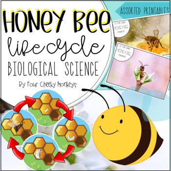 Preview of Bee Life Cycle | Biological Science Activities and Printables