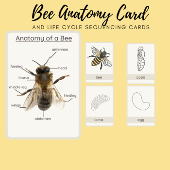 Preview of Bee Life Cycle Cards & Anatomy of the Bee Card/ Sequencing Cards/Bee Unit